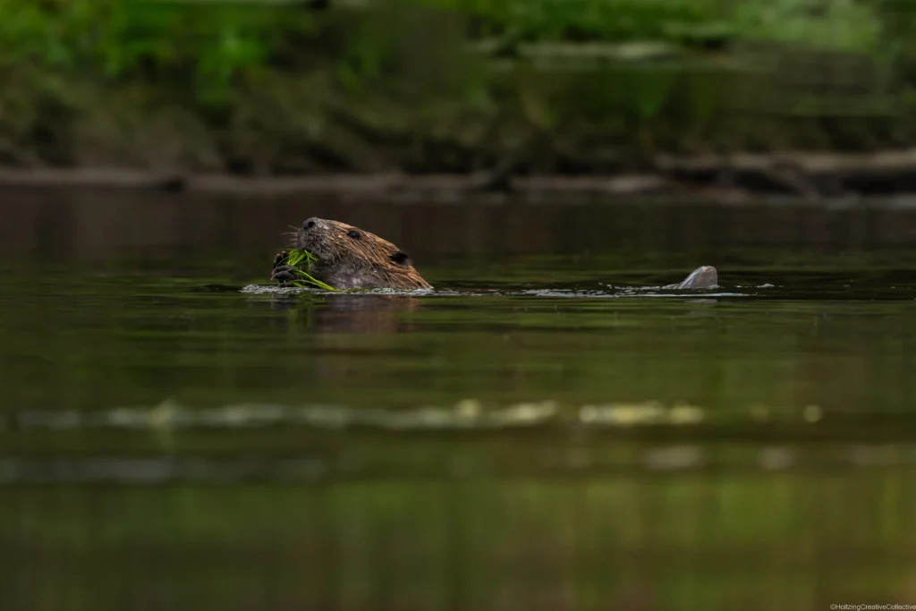 Beaver swimming with aquatic plants at Le Maka in the Belgian Ardennes