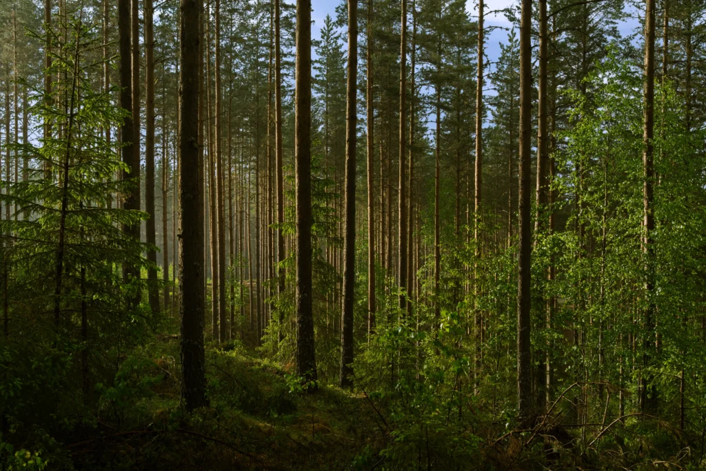 Pine Trees Green Landscape Sweden