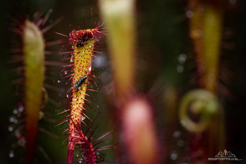 Common sundew (Drosera rotundifolia) growing in a peat bog.