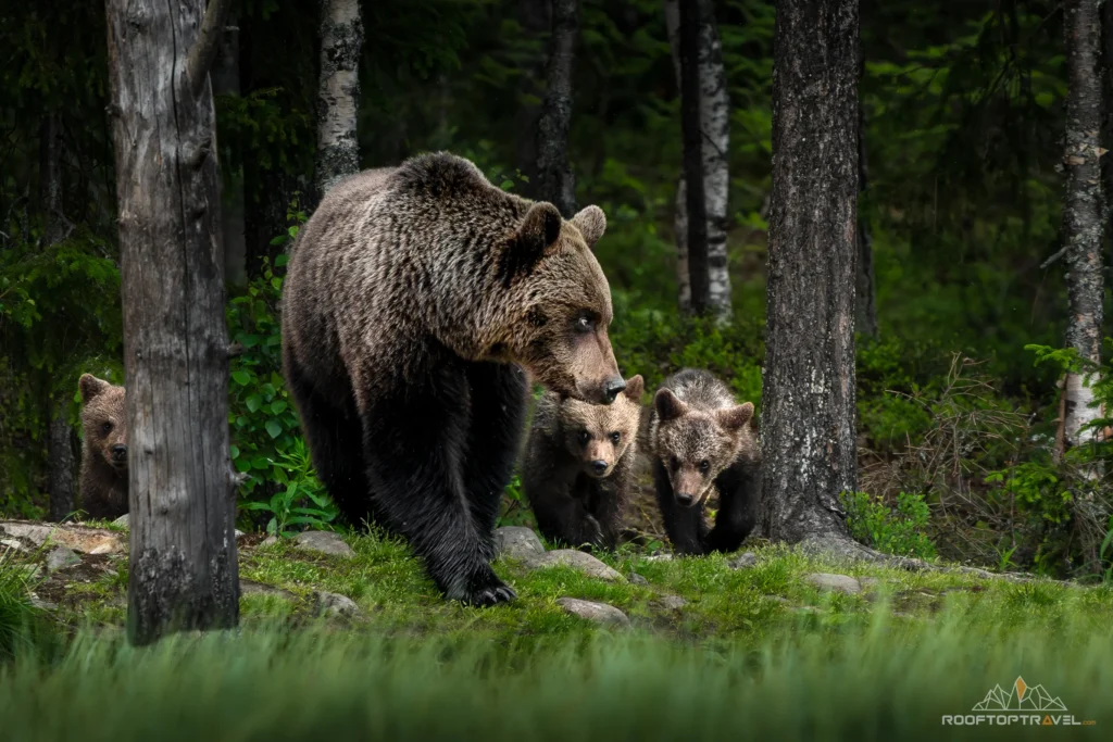 Mother Bear and Bear Cubs Kuusamo Finland
