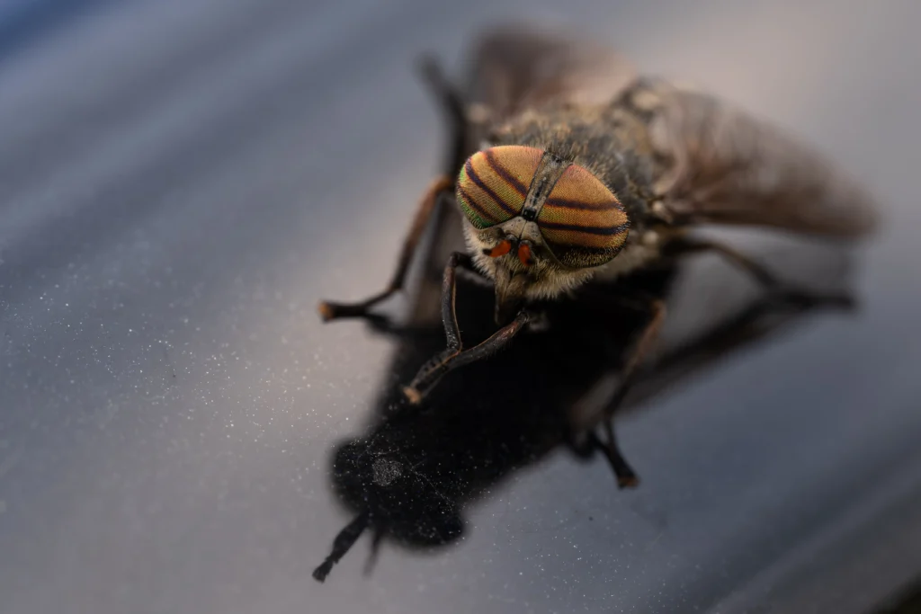 Horse fly resting on a car mirror near the bogs of Soomaa National Park, Estonia.